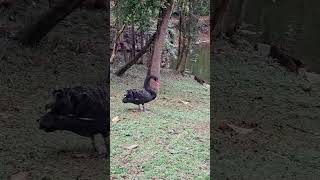 #likes #zoo #zoologico #aves #videoviral #videoshort #videogames #feedshorts #likes #fe #festival