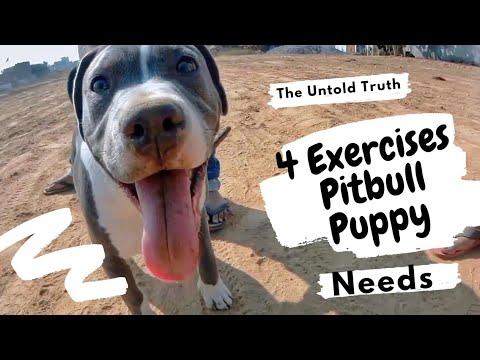 4 Best Exercises For Your New Pitbull Puppy!
