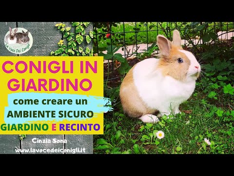 Video: Come tenere i conigli fuori dal giardino