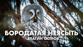 Сова в центре Питера! Бородатая неясыть на Елагином острове, фотоохота Уральская, малый дятел.