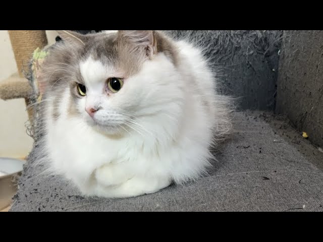 Live broadcast on the evening of November 9th - YouTube