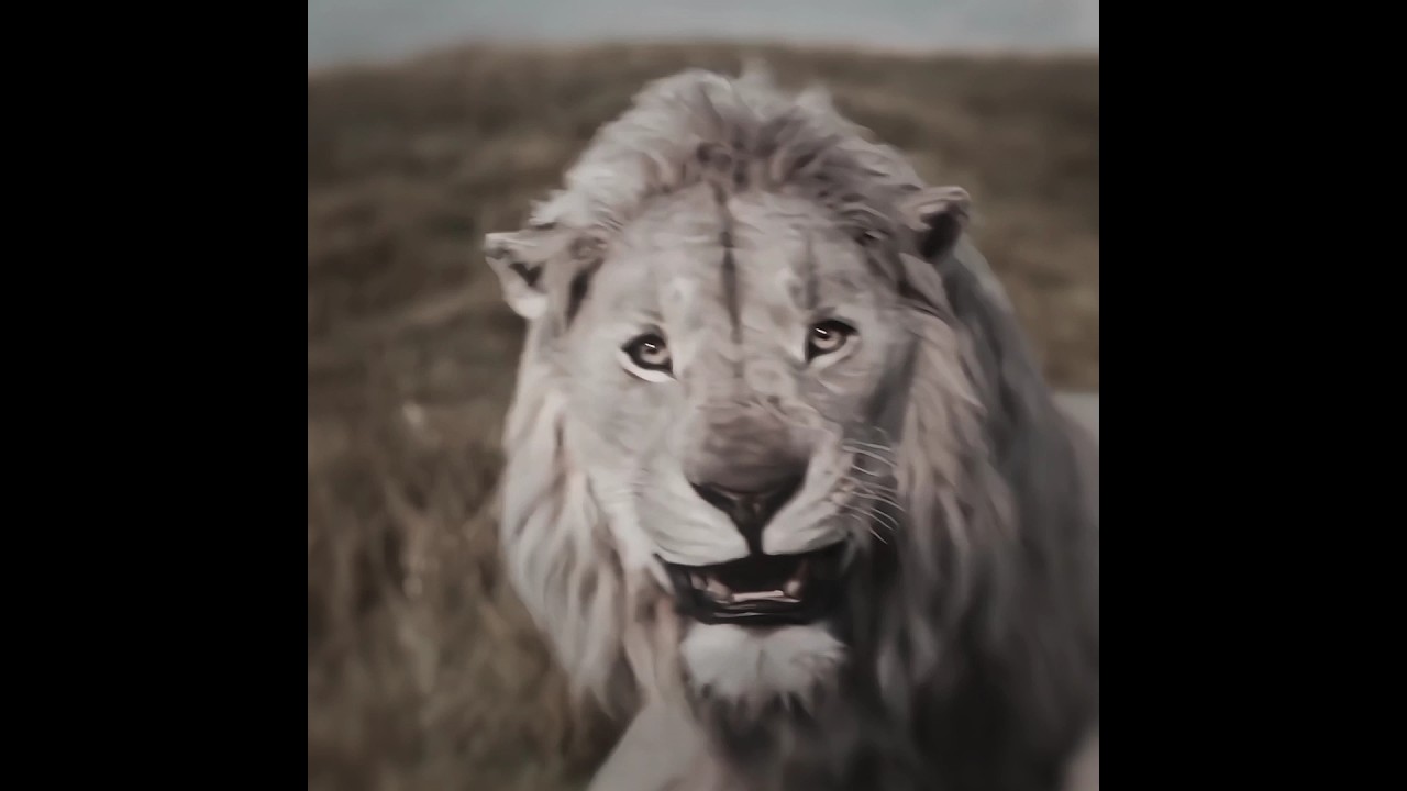 "Mufasa in Danger | Jab Do Sher Ne Kiya Hamla – The Lion King"#EmotionalScene #MufasaFight