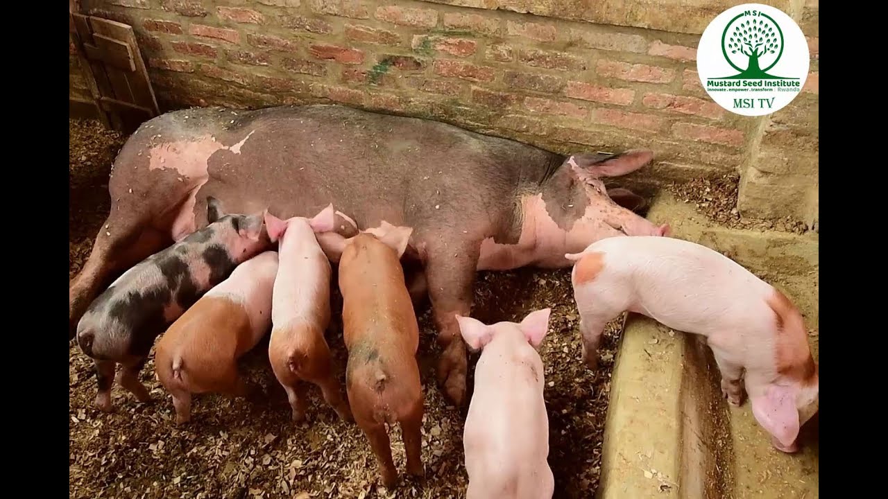 Uburyo bwiza wakororamo ingurube zikaba nyinshi mu gihe gito/ Farmer Field School (FFS)