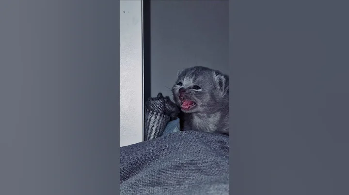 Video 6813401: gato british shorthair, catlover british