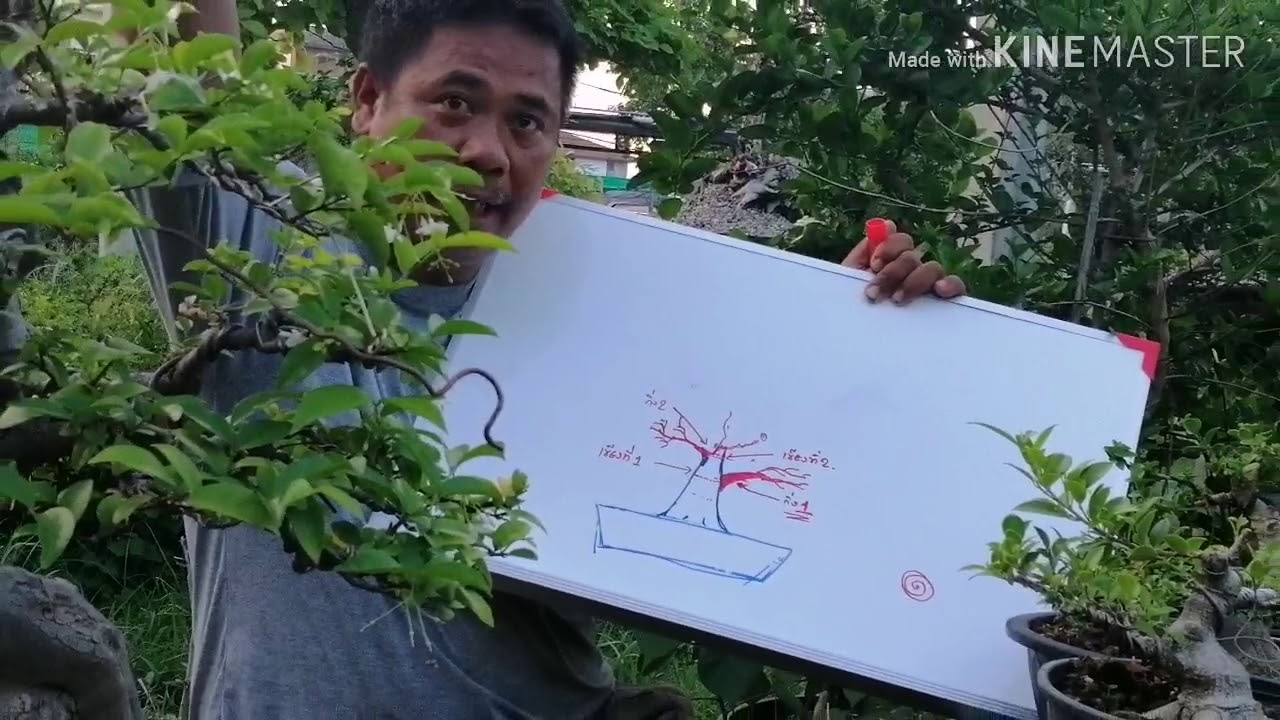 บอนไซ​: วิธีสร้างกิ่ง2และกิ่ง3จนจบสำหรับมือใหม่​ต่อจากตอนที่แล้ว