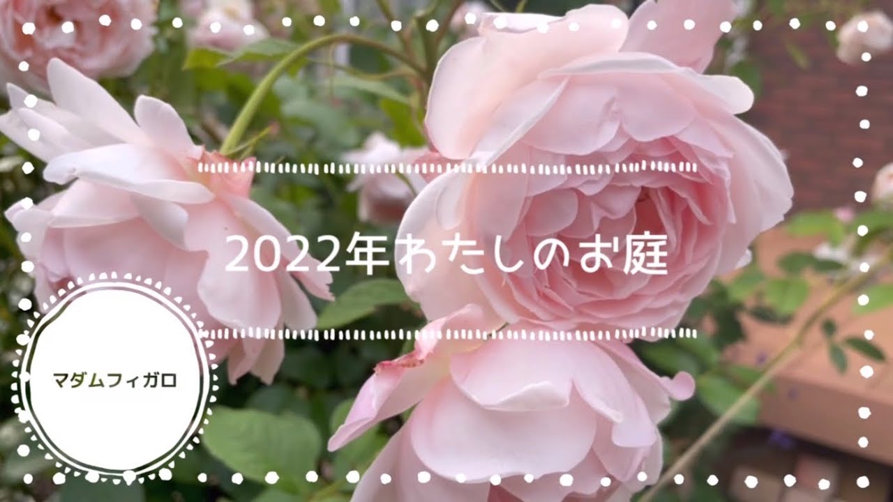 マダムフィガロ 満開になるまで なっちゃんの庭 Youtube マダムフィガロ 満開になるまで なっちゃんの庭 Youtube