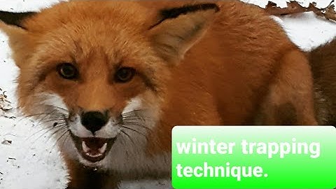 Winter Bag Trap Set for Coyote and Fox / freezeproof set