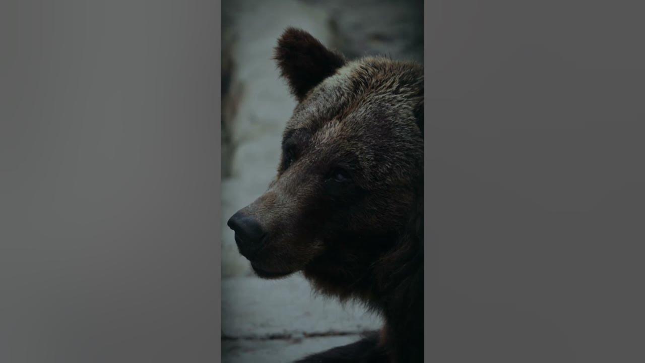 Медведи Сахалина МСС