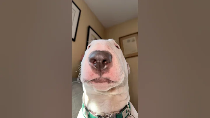 Pookie is getting sick of this #dogs #meme #shorts #dogshorts