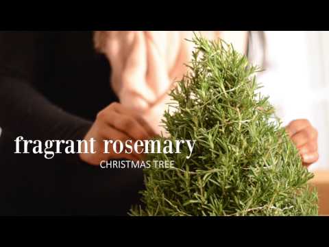 Video: Ketahui Tentang Tumbuhan Pokok Krismas Rosemary - Menyimpan Sekuntum Rosemary Untuk Krismas