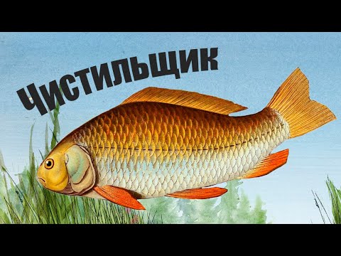 Главный лекарь водоемов! Эту рыбу должен знать каждый рыбак!