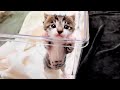 遊びたくて見つめてくる生後２２日目の赤ちゃん子猫【保護猫】