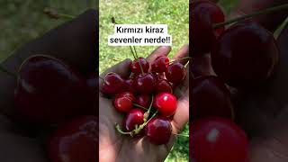 kırmızı kiraz