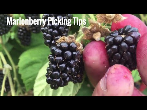 How to pick ripe Marionberries (Oregon's best Blackberry)