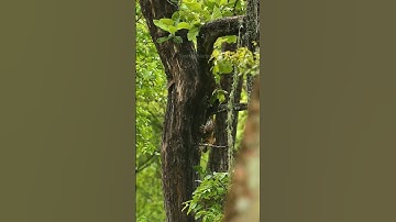 Leopard 🐆 wild life #wildlife #youtubeshorts #youtube #ytshorts #wild #4k #shorts #animal #leopard