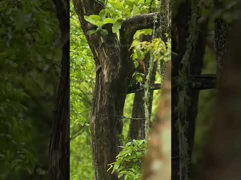 Leopard 🐆 wild life #wildlife #youtubeshorts #youtube #ytshorts #wild #4k #shorts #animal #leopard