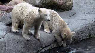Malik the Polar Bear with her cubs Nuka and Qilaq, active again in the morning, at Aalborg Zoo