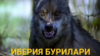 Йирткич бурилар Иберия бурилари хакида кизик малумотлар #йирткичлар