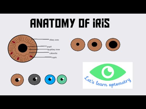 वीडियो: आइरिस स्मूथ