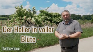 Der Holler in voller Blüte