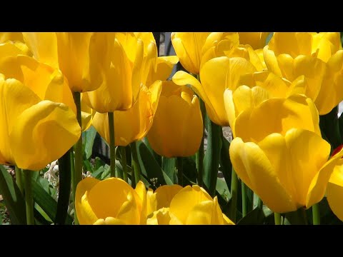 Video: Žuti Tulipani