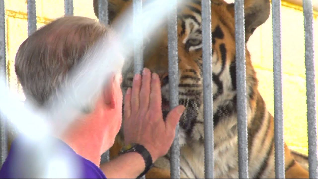 Tigers pit animal rights orgas against truck stops