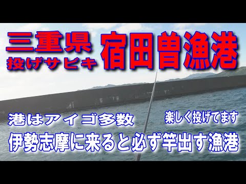 #117三重県宿田曽漁港投げサビキ手のひらサイズのアイゴ多数釣れます楽しく投げてます伊勢志摩方面に来ると必ず竿出す大突堤車横付け釣り出来ます波止が低い安全ファミリー家族連れサビキ釣りに良いイカ墨跡多数