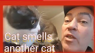 Cat smells another cat!!!