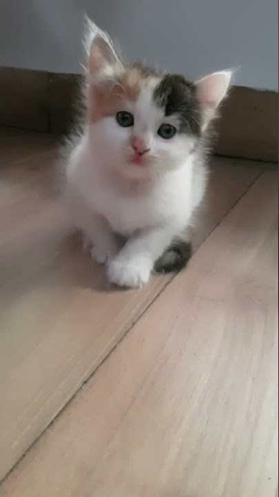 OMG So Cute Cat Video❤ #cat #shorts