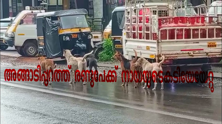 ദുരിതംതാണ്ടി അങ്ങാടിപുറം മേൽപാലം ഇറങ്ങുന്നതിനിടെ യുവാവിന് നായയുടെ കടിയേറ്റു