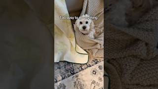 #cockapoo #foofy #funnydog #hankwilliams #cutedog #lazydog #getajob