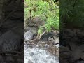 Водопад Гоа Green valleyQwaterfall