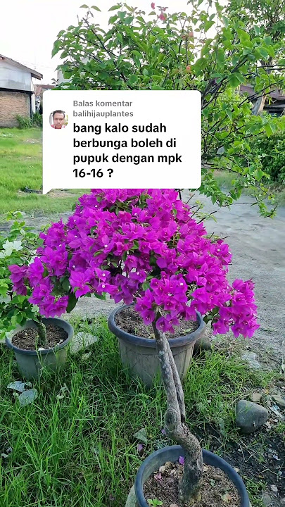 Haruskah dipupuk jika sudah berbunga#tanamahias #garden