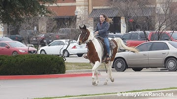 Bojangle Sassy Earthquake - riding in town! - ValleyViewRanch.net