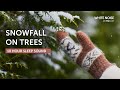 Snow falling on Trees - 10 Hours Sleep Sound - Black Screen