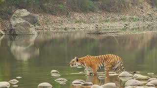 amazing tiger seiting paar wali tigers Corbett national park dhikala
