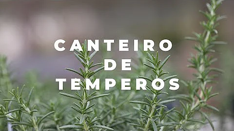 Pode plantar manjericão junto com alecrim?