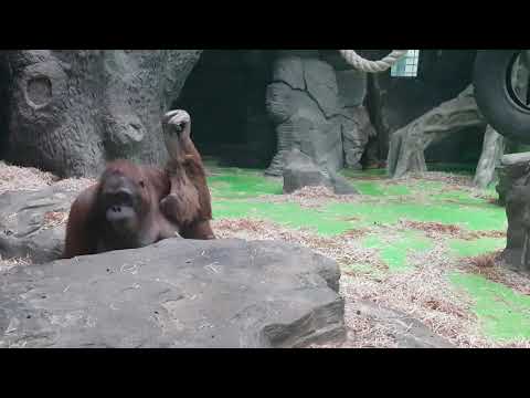 A family of Northwest Bornean orangutan