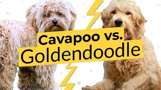 Cavapoo vs. Goldendoodle  Dog Breed Comparison