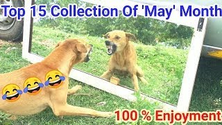Mirror Prank Dog Hilarious Top 15 Collection Funny Reaction