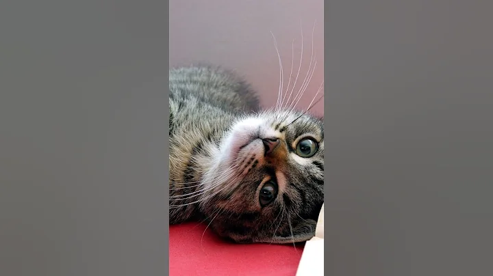 Video 4525011: cute cat fail, cat facts cute, cute cat family, cute cat face, cat cute funny