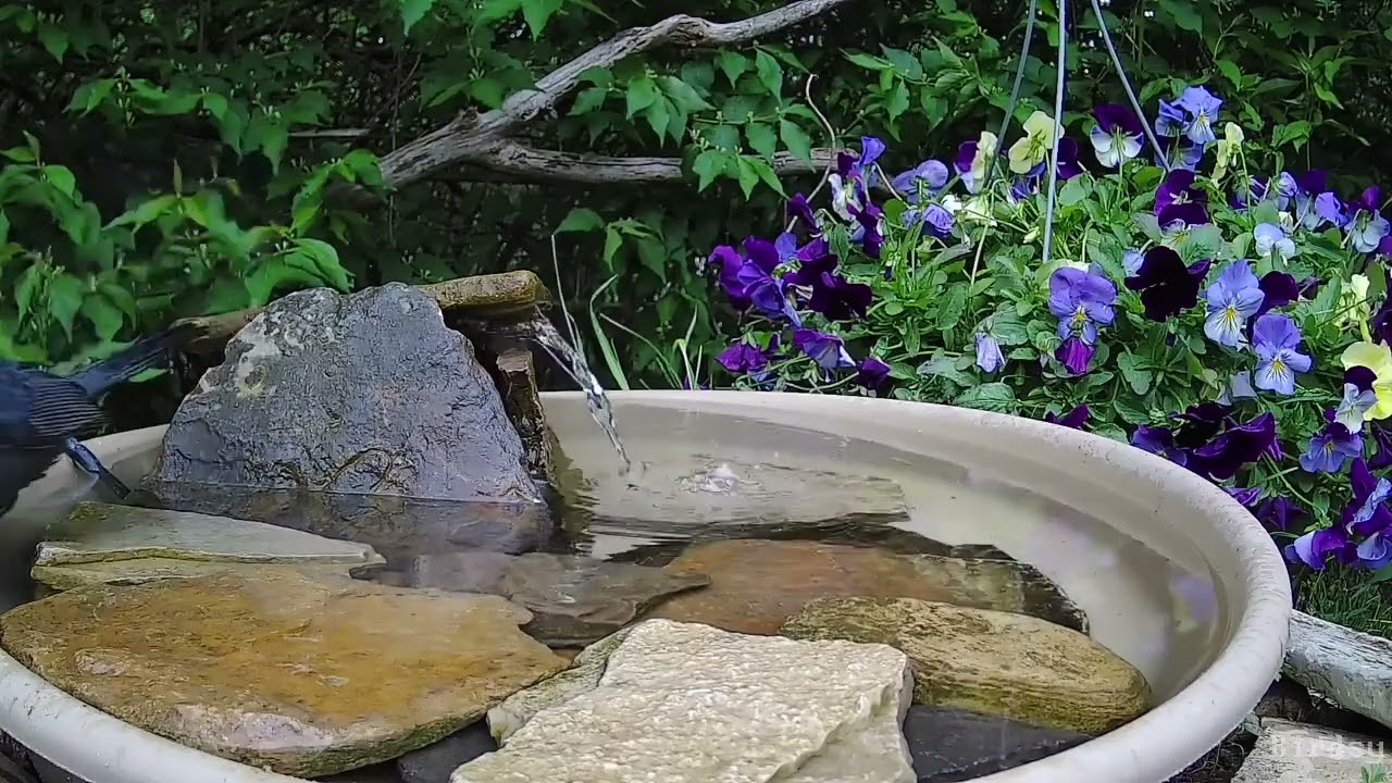 Gray Catbird with a Scratchy Song