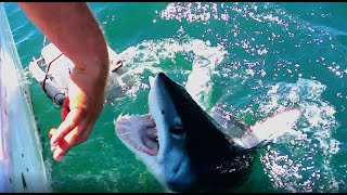 2022 Maine Shark Fishing