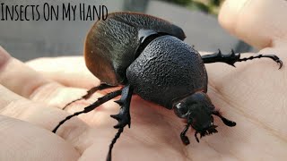 Insects On My Hand: Chalcosoma Chiron Kirbyi