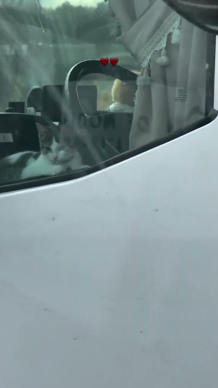 C magnifique vidéo petite chaton ???????