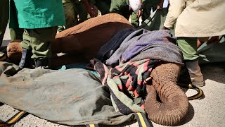 Rescue of Orphaned Elephant Ahmed | Sheldrick Trust