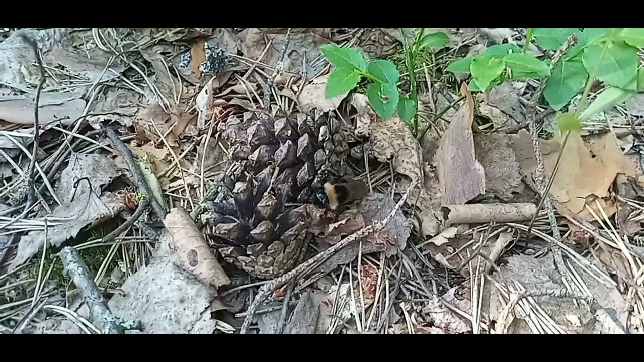 птички стрекозы шмели а главное комары - YouTube