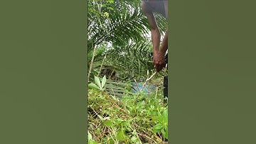 Harvesting cassava part 327 #shorts #farming #cassava #nature  #cassavaroots #cassavafarming