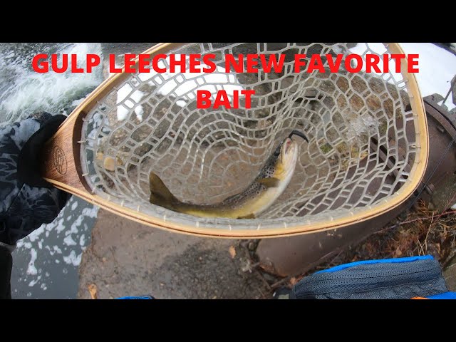 Trout Fishing With Berkely Gulp Leeches 