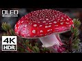 BEST 4K Videos - 4K HDR 60FPS Dolby Vision (4K / 8K TV)